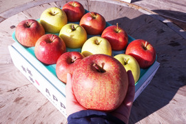 【家庭用】低農薬で皮ごとおいしい青森りんご3種類食べ比べ3kg🍎🍏🍎