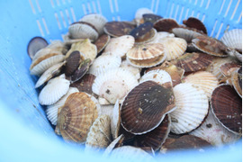 規格外 殻付ホタテ(3枚)