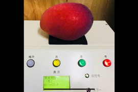 沖縄西表島の太陽をたっぷり浴びて糖度15度以上！秀品マンゴー１.５ｋｇ（3～4個）【お中元にもおすすめ！熨斗付き対応】