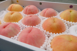 【早期予約特典】あら川の桃 品種おまかせ 大箱(10～15玉)