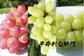 今週発送分で終了予定！【値引き中！】平井利右衛門の赤青ぶどう（コトピー、ジュエルマスカット、マスカサーティーン/計3～4房）