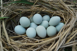 【6個】オメガ３が普通の卵の４倍！24時間放牧養鶏卵(1パック)アローカナの産む幸せの青い卵、下田ブルー！！