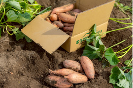 【特別栽培品】安納芋5ｋｇ(箱入)　１１月以降～発送予定！　熟成期間１ヶ月超！　さつまいも！　栽培期間中農薬不使用！【敬老の日】