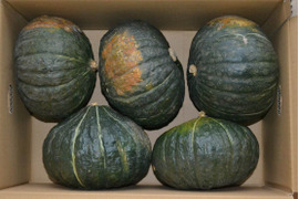 栗のような味わいの南瓜 九重栗　1０ｋｇ箱(4～7玉入）【北海道富良野産】