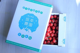 イチゴ のような ハート型 の ミニトマト 『 トマトベリー 』 約 3kg ☆形も味も魅力的な トマト お得な3kg❗️