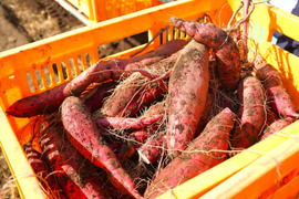 収穫後50日以上熟成済み！紅はるか、栗かぐや、すずほっくり詰合わせ5キロセット