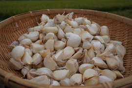 小さめ ホワイト バラにんにく】600g 北海道産 福地ホワイト六片