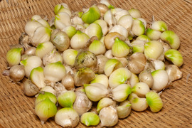 京都府産　生にんにく　3kg imgrc0109148670.jpg