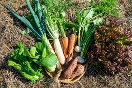 秋冬野菜の身体と環境に優しいSDGs野菜セット【9～12種】