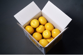 香りで家が柑橘畑になる土佐文旦【家庭用10kg×2箱】