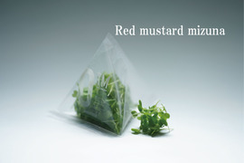 【レッドからし水菜】マイクログリーン(7ｇ)成熟野菜の約5倍の栄養価！