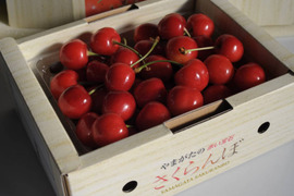 【父の日ギフト】【予約販売】山形産さくらんぼ　特秀　佐藤錦500g　ﾊﾞﾗ詰