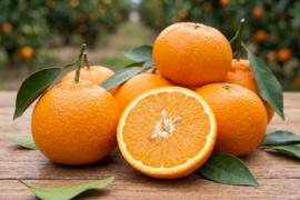 【春を告げる、完熟の味】清見（きよみ）タンゴール　２ｋｇ ご家庭用 農薬不使用 自然栽培 愛媛県