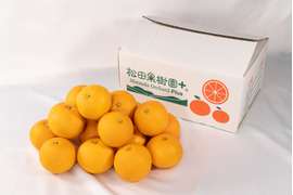 【母の日ギフト】面倒な皮むき無し！！オレンジカットで食べられるミニ八朔5kg