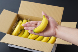 宮崎産・農薬不使用「流行りのミニバナナ」2Kg（16～20本）セット