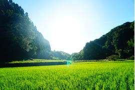 自然栽培新米　熊本県菊池産　もりのくまさん　玄米１０ｋｇ