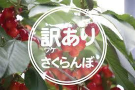 超お得！第二弾「予約販売　限定１０名様」さくらんぼ佐藤錦（訳ありL以上バラ詰め１ｋｇ）