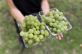 信州産メロン・葡萄・栗・お野菜セット 楽天市場】【ふるさと納税】【先行予約】【数量限定50セット