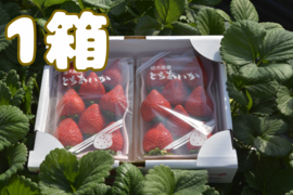 完熟とちあいか　約300g×2P