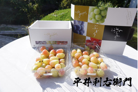 【残り1点！】平井利右衛門の赤ぶどう(バイオレットキング/粒1.5kg)