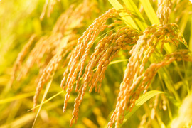 岐阜のお米 ハツシモ  
令和7年産  白米 10キロ 🍚