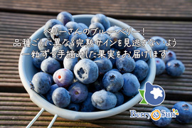 ”ベリーさん”の完熟ブルーベリー品種ミックス 1㎏（125g×8パック）【生食用】・予約販売中