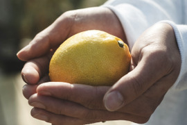 訳あり大特価セール!!愛媛レモン 2kg【訳あり】【防腐剤・ワックス不使用】