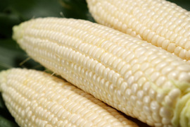 甘い★純白とうもろこし6本