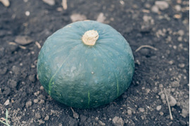《先行予約》【農薬・化学肥料不使用】【2～3個入り】信州伊那谷のかぼちゃ