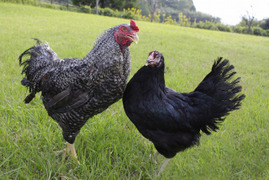 ＼ 鹿児島からお届け ／　黒さつま鶏のメス丸鶏1羽(約2kg)