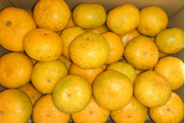 【自然栽培】 食べ出したら止まらない 美味しい 極早生みかん（3K）