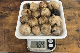 27 自然栽培　黒にんにく 人気　サイズいろいろたっぷり16個　令和4年度新物　食べやすくて美味しい