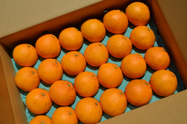 ❇️不知火【鮮度抜群 !!】個装追熟【5kg·Mサイズ·24玉前後】《家庭用にも最適》