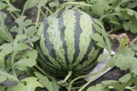 益城産スイカ！甘くてシャキシャキ！！Lサイズ