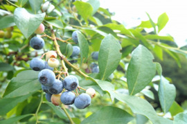 農薬不使用栽培でうまみが強い　冷凍ブルーベリー（500g）　クール冷凍便でお送りします【5個限定】