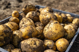 【ごろっごろ新ジャガイモ】　兵庫県香美町産新じゃが！　《男爵芋　箱入７kg》