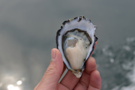 日本唯一の大入島オイスター 真カキ【20〜25個入】時期により多少個数に変化があります。農林水産大臣賞受賞、牡蠣の苦手な人でも食べれると評判です。