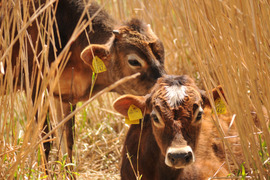ソトバラ_【自然なおいしさを、直送で】放牧で育ったジャージー赤身の生肉