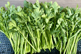 栽培期間農薬不使用　春菊　大容量　1キロ