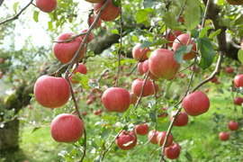 信州りんご２箱パック🍎