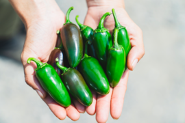 メキシコ系とうがらし🇲🇽🌶ハラペーニョ（400g）