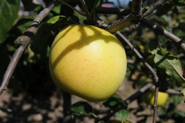 ≪来年度予約受付中≫信州のりんご【もりのかがやき】約3kg