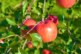 ≪予約受付中≫信州のりんご【サンふじ】訳あり　約5kg