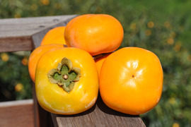 【早割・10％オフ】特別栽培たねなし柿　昔ながらの渋抜き方法で新鮮、甘い！（ご家庭用・5ｋｇ）