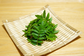 【食の世界遺産🎖️】木の芽10g 有馬の葉山椒🌿 山椒の葉 有馬温泉の麓よりお届け♨️ 兵庫県有馬特産 希少な有馬の山椒🌟 しゃぶしゃぶにも👍 栽培期間中農薬不使用《クール便・4月中旬頃〜発送🚛³₃》
