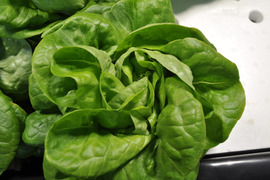 農薬、化学肥料不使用　ふんわりやわらかサラダ菜100ｇ*3株 サンチュ80g15枚程