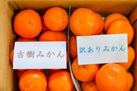 ［10kg］早生みかん食べ比べセット（古樹みかん・訳あり有田みかん）（大小混合）