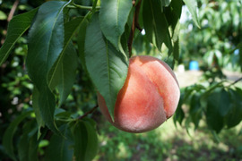 信州産（川中島平産）果汁たっぷり！川中島白鳳　６入れ