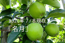 【先行予約】「名月約15kg入りたっぷりサイズ」生産者が大好きなりんご。甘みたっぷり品種、黄色のボディに頬紅を付けた見た目も愛くるしいです。当農園人気品種10月後半から収穫予定ですので。