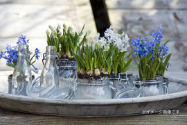 可愛らしいムスカリ紫６球 透明クリアカップ入(小石付）
【期間限定】